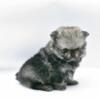Pomeranian Male Puppy Timmy