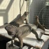 Baby Rhino Iguanas for sale