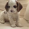 Sheldon-male Cavalier King Charles Spaniel