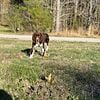 springer spaniel pup