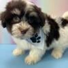 Havanese Puppy For Sale