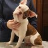 AKC Boston Terrier Male Red Splash 10 months