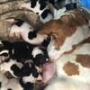Bassethound 