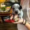 Blue Heeler Puppies (ACD)