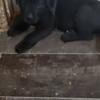 Cane Corso neapolitan mastiff  puppies