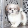 Champ Charming Shih-tzu