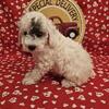 Toy poodle male