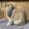 Orange Jr Holland Lop buck