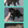 Pomeranian mix puppies