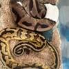 Pied ball python breeding pair