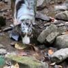 Red Merle Registered Female