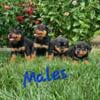 2 Akc registered litters of Germen Rottweilers weekend special