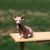 Newborn Female Sphynx - Sphynx Elf Bambino & Dwelf - SphynxKing.Com