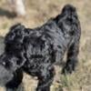 F1b Mini Bernedoodle Female - Ready Now