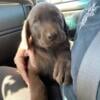 AKC Chocolate Labrador Retrievers