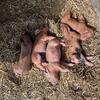 Berkshire Cross piglets 