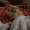 Orange Scottish Fold For Sale