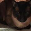 Male Traditional Seal Point Siamese