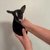 Tri-Color Chihuahua female puppy