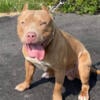 AMERICAN BULLY XL STUD