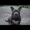 Free to a good family 4year old American Bully