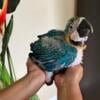 Baby Blue and gold macaw