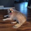 FREE 5 Year Old English Cream Golden Retriever