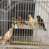 9 canaries for $400!
