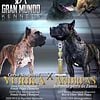 Presa canario pups