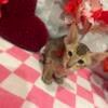 Oriental short hair Valentines Day kittens