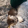 Scottish fold kittens