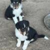 Rough Collie (Lassie) puppies