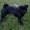 Beautiful black male pug