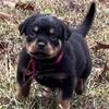 Beautiful AKC Rottweiler Puppies Available 
