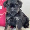 Ross AKC Brussels Griffon Male Puppy