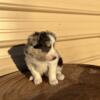 Australian Shepherd puppy!