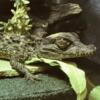 Caiman Crocodile (Dwarf Smooth Front) juvenile