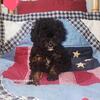 AKC Toy Poodle Girls Ready Now!