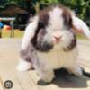 Looking for holland lops  like or similar to pictures