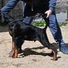 European dobermann male with great character and open pedigree