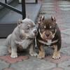LILAC TRI AND MERLE POCKET BULLY PUPPIES AVAILABLE