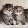 Ragdoll Kittens Available