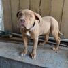 American Bully Female Pup
