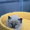 TICA RAGDOLL KITTENS