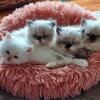 Himalayan Kittens / 2 Ragdoll 1 Chocolate Point 1 Flame Point / All Male 