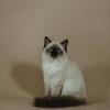 Ragdoll Female 2 yrs old 🔥price drop