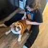 English Bulldog, 1 yr old female