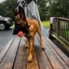 Five month old, mahogany male puppy