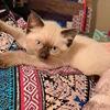 Seal point siamese