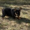 Black and Tan Male DOB: 5-14-24